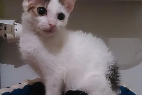 Frania - do adopcji