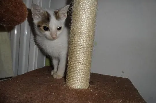 Frania - do adopcji