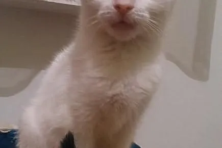 Frania - do adopcji