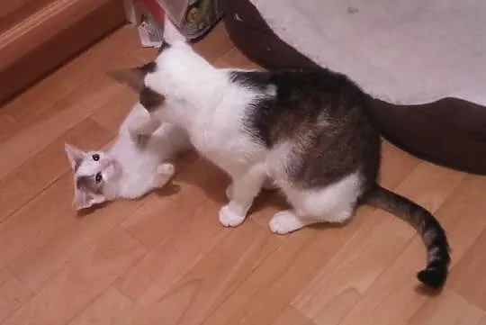Frania - do adopcji