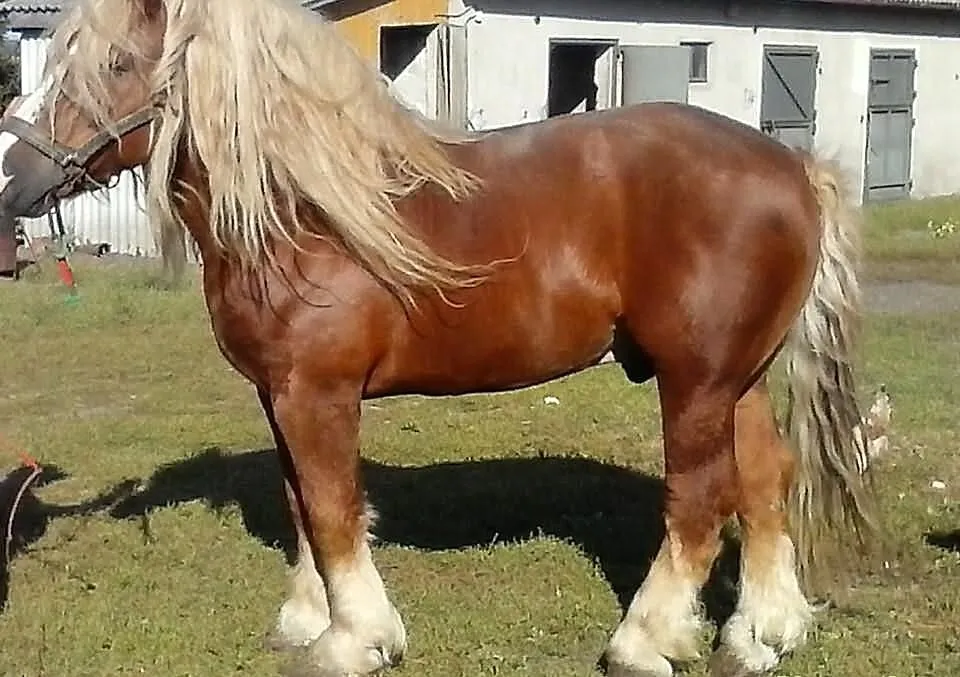 Sprzedam ogiera zimnokrwistego 81pkt.