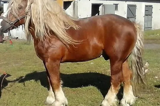 Sprzedam ogiera zimnokrwistego 81pkt.