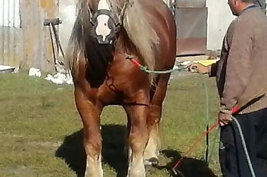 Sprzedam ogiera zimnokrwistego 81pkt.