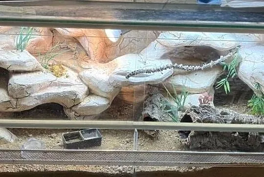 Agama karłowata z terrarium