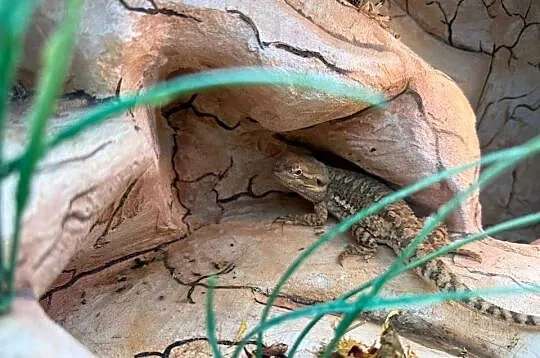 Agama karłowata z terrarium, Kujawsko-pomorskie, Ciele
