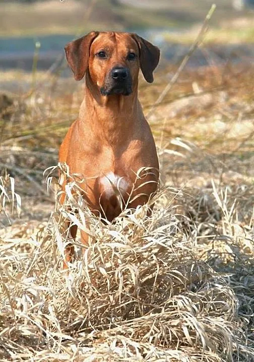 Rhodesian Ridgeback- szczenięta rodezjany, opolsk