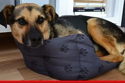 Antek śliczny na swój sposób, przytulanka kochana,