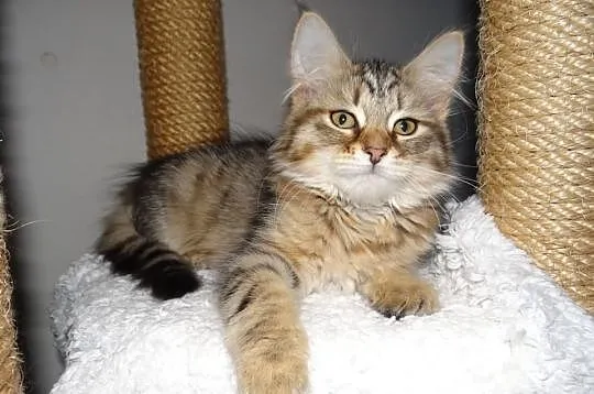 FARIDA piękna koteczka syberyjska