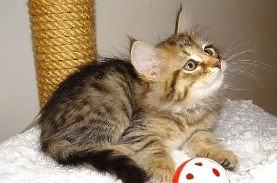 FARIDA piękna koteczka syberyjska