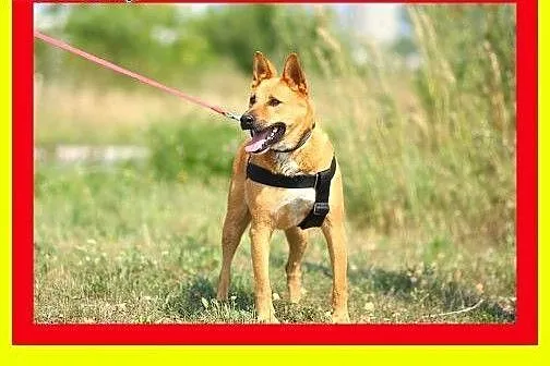 Młody,mocnej budowy,średniej wielkości,aktywny,pie