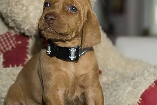 Wyżeł Węgierski szczeniaki FCI ZKwP Vizsla, Śląskie, Częstochowa