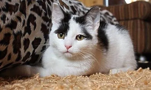 Kociak Franuś - do adopcji, mazowieckie Warszawa