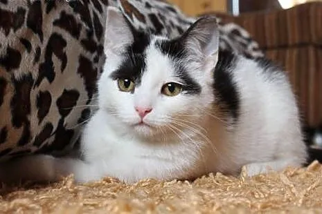 Kociak Franuś - do adopcji,  mazowieckie Warszawa