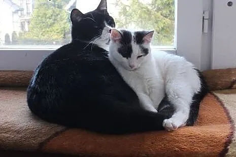 Kociak Franuś - do adopcji,  mazowieckie Warszawa