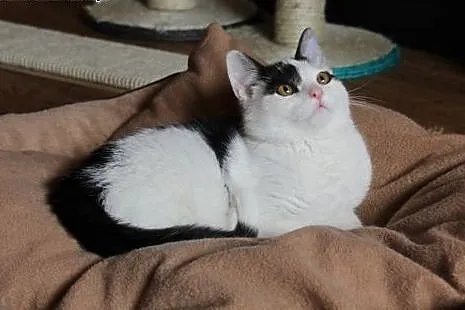 Kociak Franuś - do adopcji,  mazowieckie Warszawa