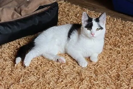 Kociak Franuś - do adopcji,  mazowieckie Warszawa