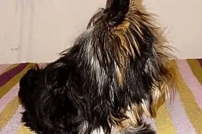 Yorkshire Terrier, Zachodniopomorskie, Grzybno