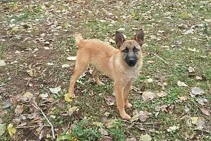Aki i Nora - piękne 6 MIESIĘCZNE siostry szukają d