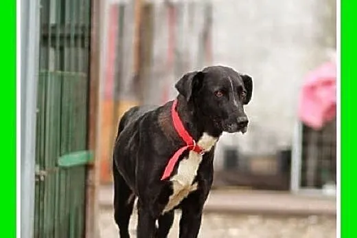 36 kg,dog mix,nieśmiała,spokojna,łagodna suczka DO