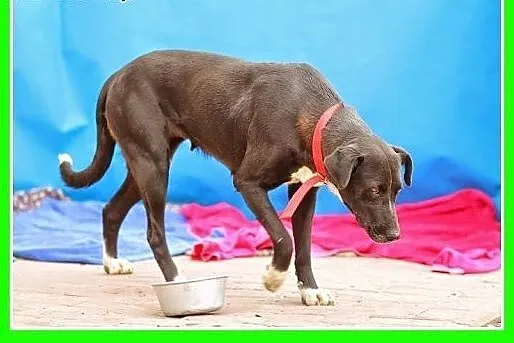 36 kg,dog mix,nieśmiała,spokojna,łagodna suczka DO