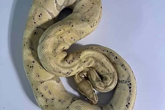 Wąż Pyton Banana het Clown