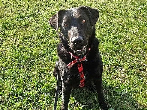 Bójka w typie labradora szuka domu