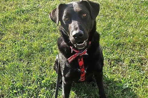 Bójka w typie labradora szuka domu