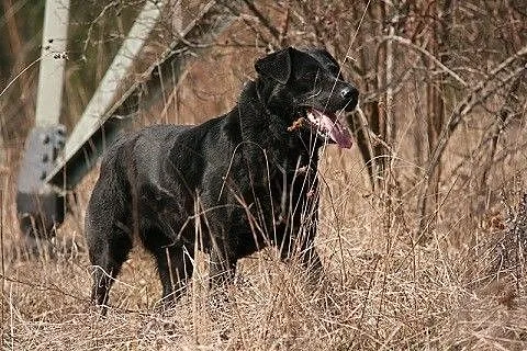 Bójka w typie labradora szuka domu