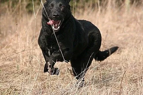Bójka w typie labradora szuka domu