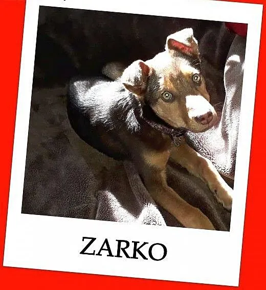 4 miesięczny szczeniak ZARKO,kochany,grzeczny,posłuszny psiak.Adopcja., śląskie Katowice, Śląskie, Katowice