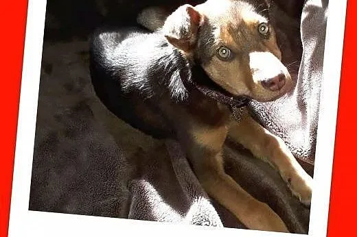4 miesięczny szczeniak ZARKO,kochany,grzeczny,posłuszny psiak.Adopcja.,  śląskie Katowice, Śląskie, Katowice