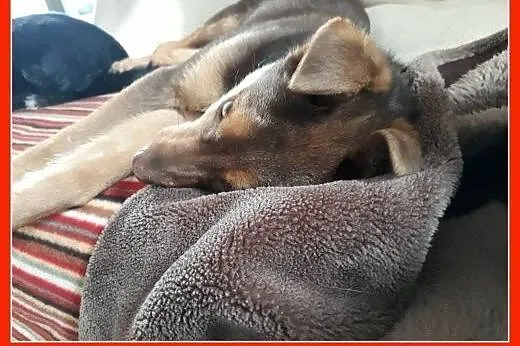4 miesięczny szczeniak ZARKO,kochany,grzeczny,posłuszny psiak.Adopcja.,  śląskie Katowice, Śląskie, Katowice