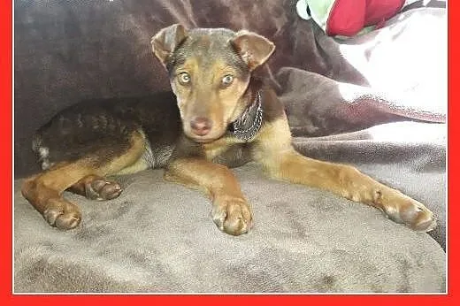 4 miesięczny szczeniak ZARKO,kochany,grzeczny,posłuszny psiak.Adopcja.,  śląskie Katowice, Śląskie, Katowice