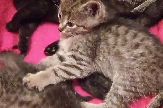 Burasek pregusek kocurek,adopcja!!,  świętokrzyski