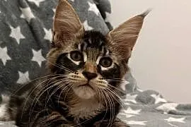 ELAN Mageli kocurek Maine coon