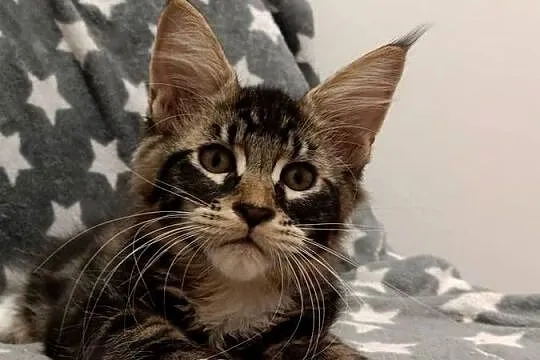 ELAN Mageli kocurek Maine coon
