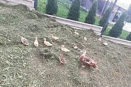 Sprzedam młode kaczki 20zł szt