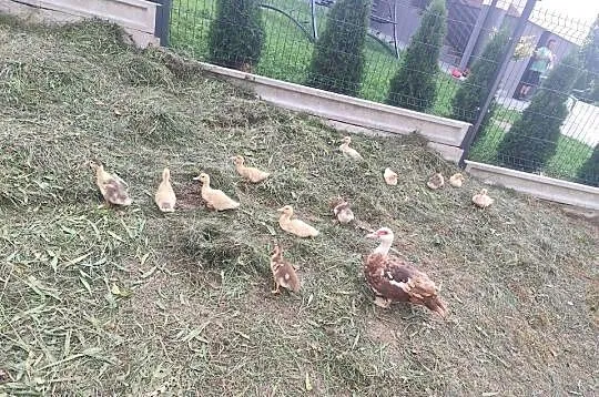 Sprzedam młode kaczki 20zł szt