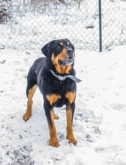 Aldi – rottweiler, którego pokochasz