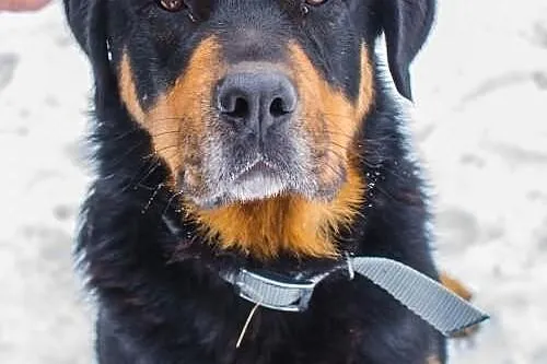 Aldi – rottweiler, którego pokochasz