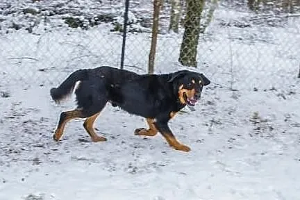 Aldi – rottweiler, którego pokochasz