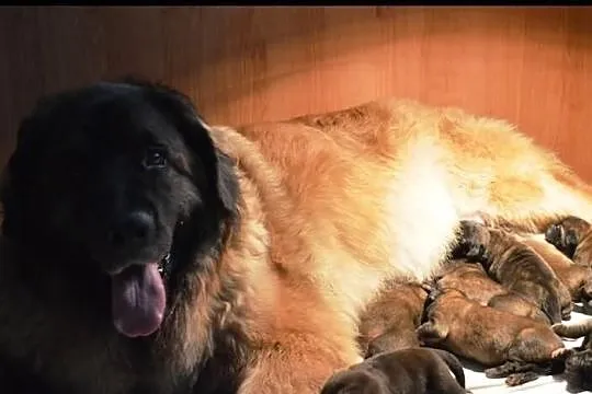 Leonberger,leonbergery szczeniaki rodowodowe