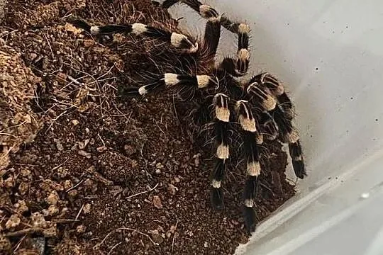 Acanthoscurria geniculata samica ok 3dc