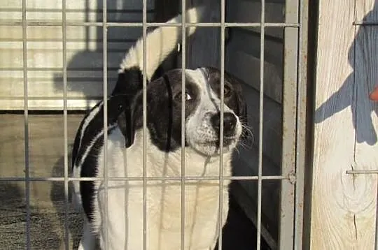 Kufel - łaciade przytulaśne cudo do adopcji