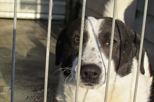 Kufel - łaciade przytulaśne cudo do adopcji