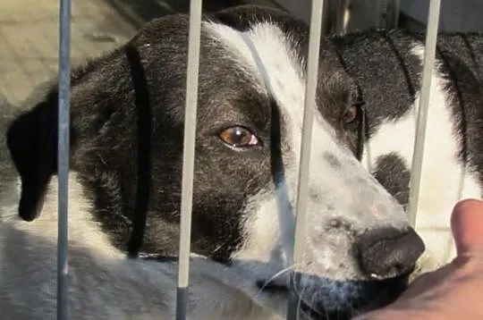 Kufel - łaciade przytulaśne cudo do adopcji