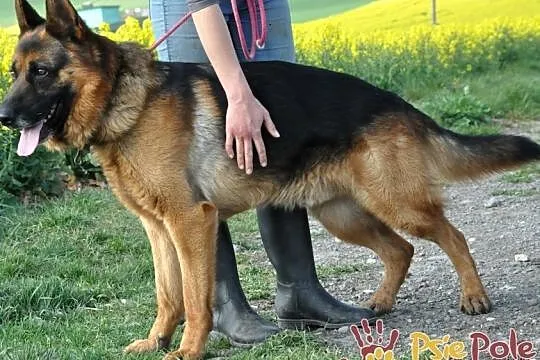 BARRY-fantastyczny pies z kiepską przeszłością-szu, Kraków