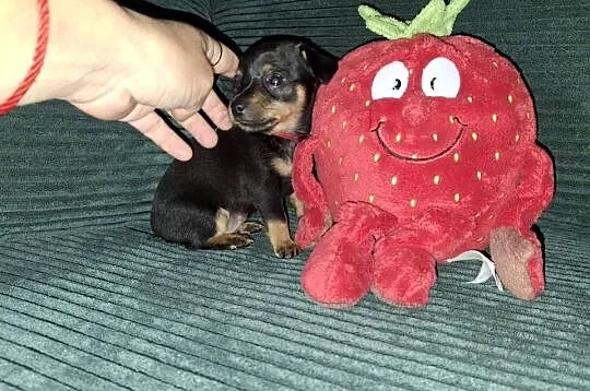 4 tyg ratlerki Ratlerek miniaturka, Podkarpackie, Jasło