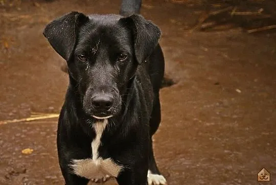 Nieduży James z klapniętymi uszkami, przyjazny IDEAŁ szuka domu