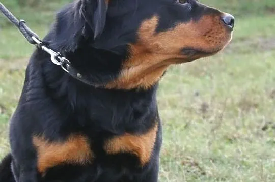 Rottweiler